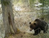 В заповеднике «Кузнецкий Алатау» медведи выходят из зимнего сна